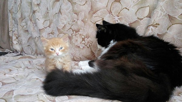 #Безкота_добро.Вот такого сладкого