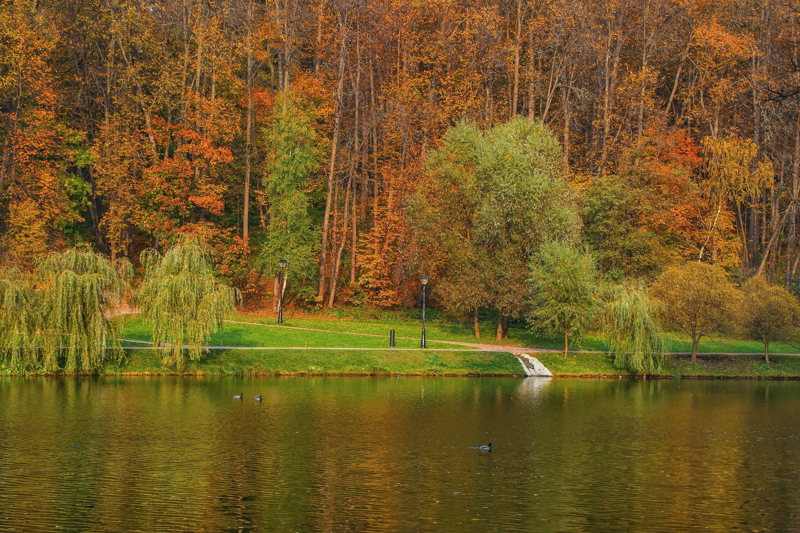  ,     :) #fall #autumn #colors #yellow #sony #alpha #citylife ... - 5