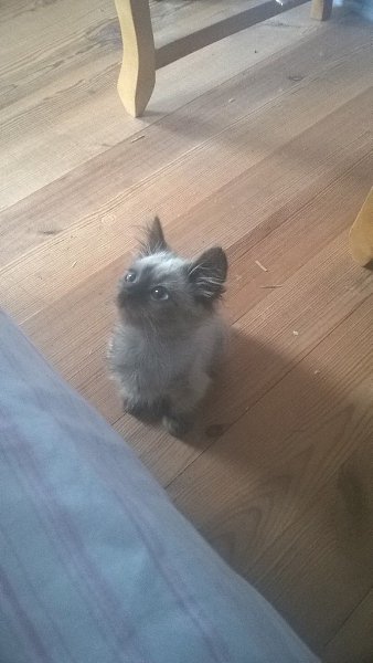 #Безкота_добро.Раз тут уже заговорили о гималайских)Котю нашли на мусорке. У месячного котенка было ... - 3