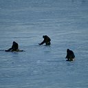 ���� ������, ������, 49 ��� - ��������� 11 ������� 2018 � ������ �������� SONY 75-300 + �����