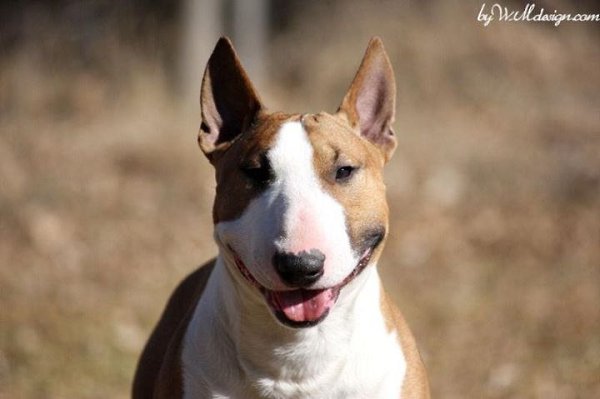 Добрый день всем жителям Буле-Городка ))).Для новых участников группы и для всех кто ищет полезную ...