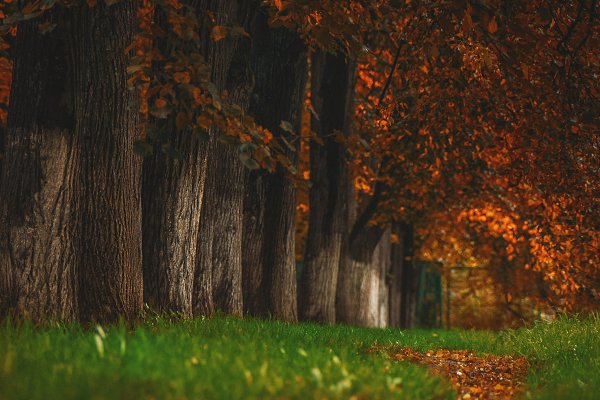 Отражение осени, пока зима набирает обороты :) #fall #autumn #colors #yellow #sony #alpha #citylife ... - 8