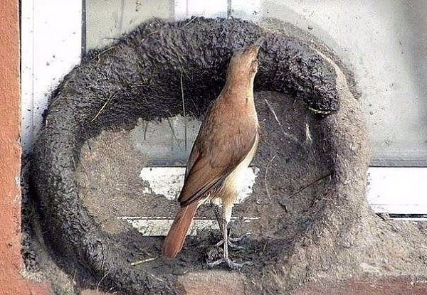 Построил дом, привел жену. Мужик! - 3