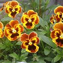 ���� Raisa, ��������� - ��������� 30 ������ 2017 � ������ ������ ��������