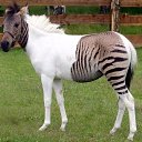 ���� Aleks, ����� ������� - ��������� 9 ���� 2018 � ������ �HORSES�
