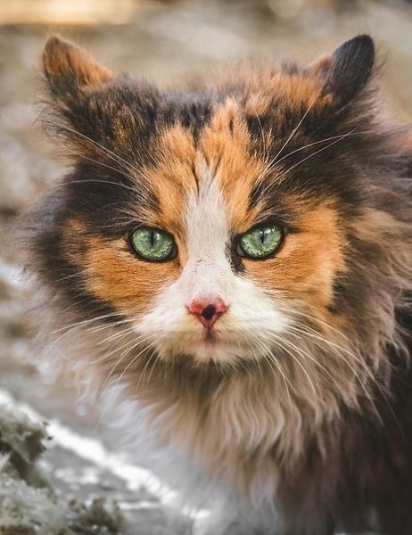 Портреты бродячих кошек. Эти глаза говорят о многом. - 6