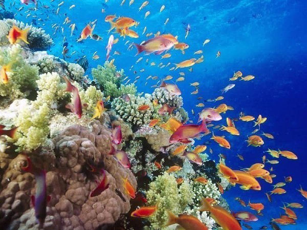Красное море — самое молодое, самое соленое, самое красивое и самое богатое.