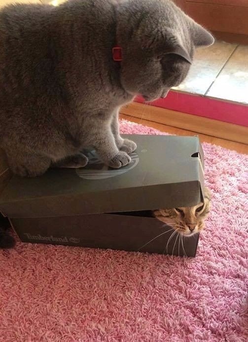 -   ?...  ?!...)))