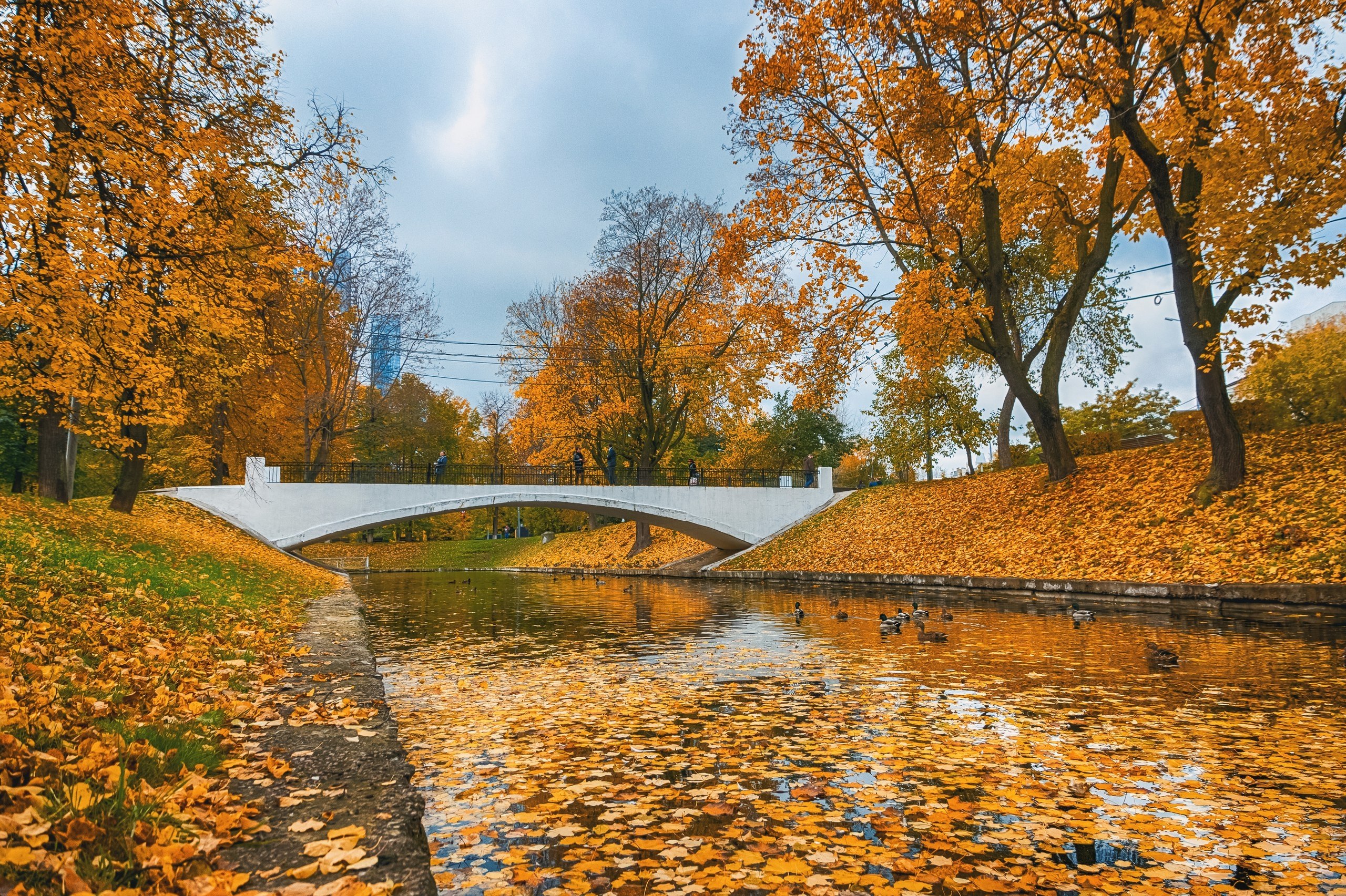  ,     :) #fall #autumn #colors #yellow #sony #alpha #citylife ... - 3