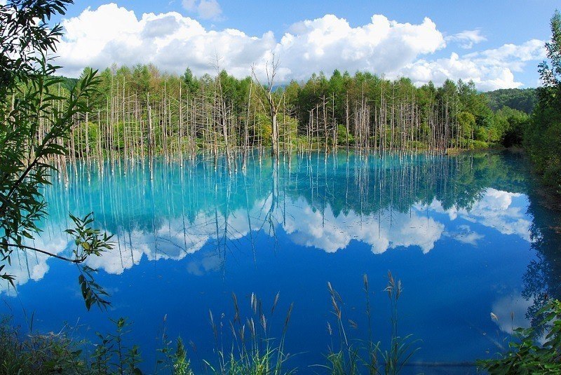      , .   (Blue Pond Biei)   ... - 4