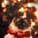 ���� ���������, ������, 31 ��� - ��������� 25 ������� 2017 � ������ ������ ��������