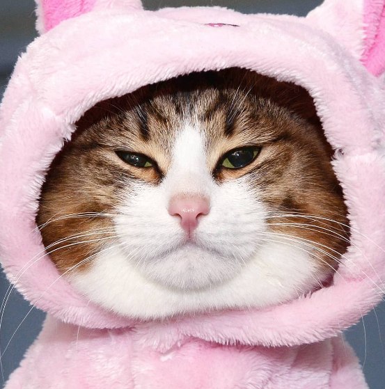 #kitty