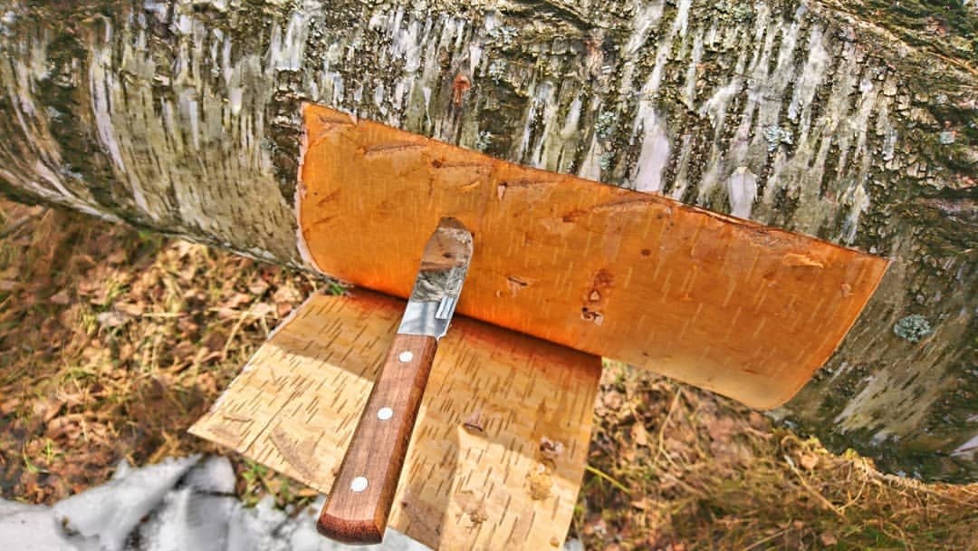 Cutting birch bark on birch tree | #Birchbark #flowers #pic #photo #photographer #macrophotography ...