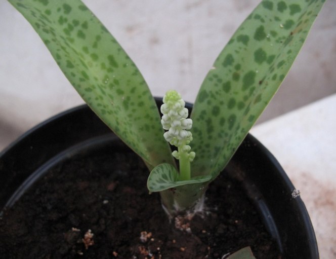 . (Scilla)   ,     ,  , ... - 2