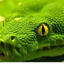 ���� Zmei, �������, 53 ���� - ��������� 13 ������ 2018 � ������ ���� ����������