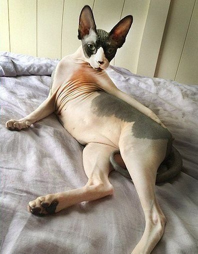     ))