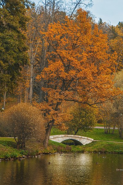 Отражение осени, пока зима набирает обороты :) #fall #autumn #colors #yellow #sony #alpha #citylife ... - 7
