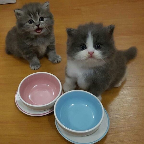 Утро начинается совсем не с кофе.#юмор@bon