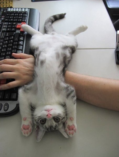 ,       =^.^=