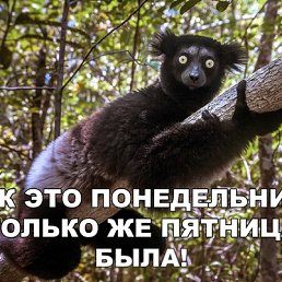 ������, ������, 37 ���