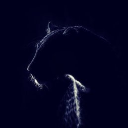 ���� ����������, ������, 31 ��� - ��������� 11 ������� 2019