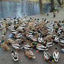 ���� ����, ���������� - ��������� 3 ������� 2018 � ������ ���� ����������