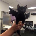  Robert, , 40  -  14  2018    