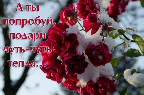 А ты попробуй, подари чуть-чуть тепла….У каждого в душе его запасы. Сегодня, завтра и добавь, ты за ...