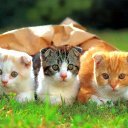  Ukko, - -  10  2018    ,  