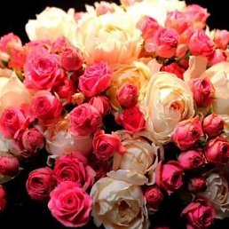 �������, ���������, 55 ���