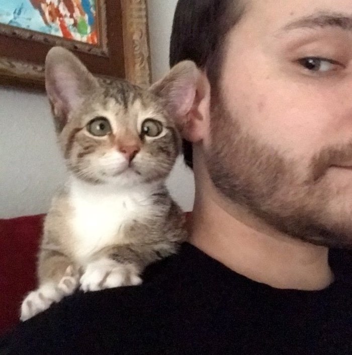 #@catism.   ,   ,     ,  ...