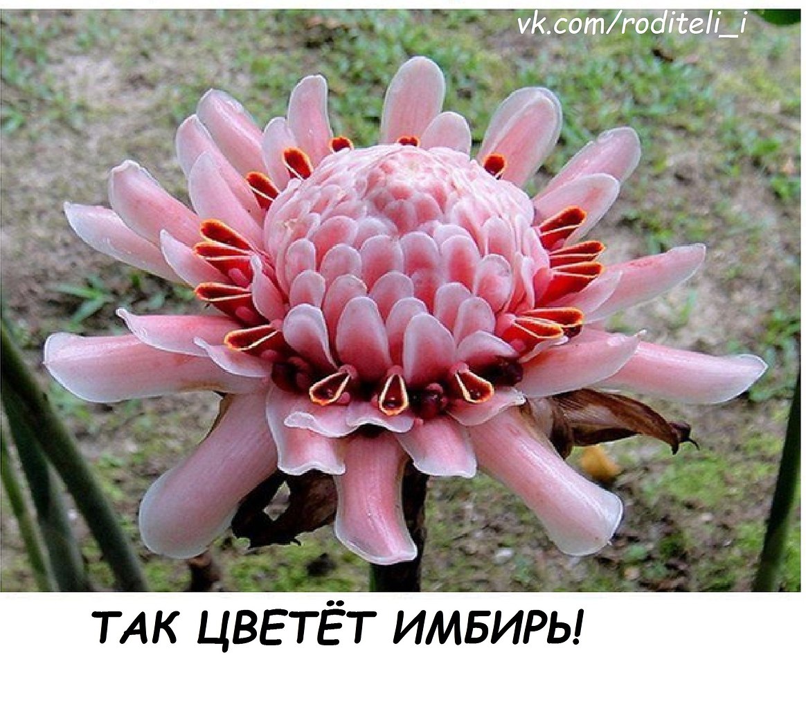  !   ))
