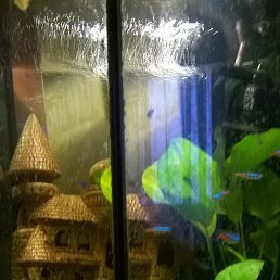 ����� ���, �����-���������, 43 ����