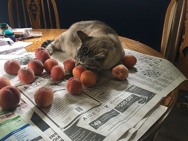 Кот Оззи покорил интернет своей любовью... к персикам. Его семья говорит что это была любовь