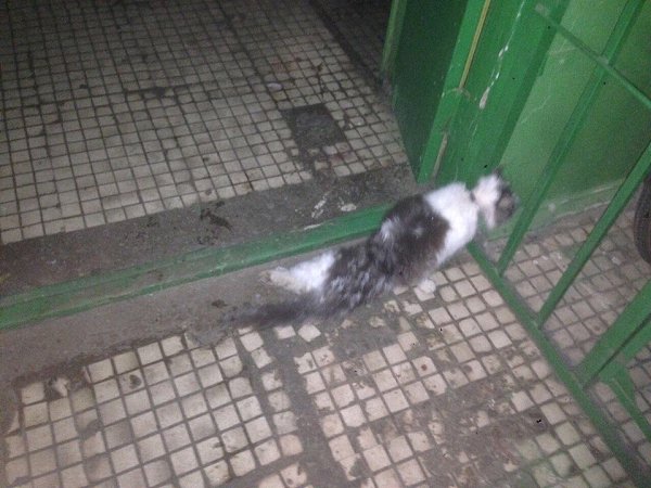 #Безкота_добро.Несчастная история-со счастливым концом. Уличная кошка, в январе 2018-пострадала от ...