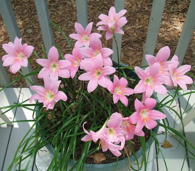 . (Zephyranthes)    .    ...