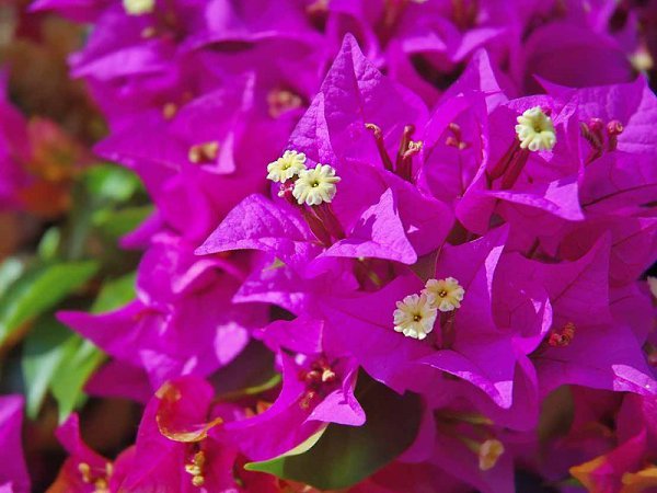 .      (Bougainvilleaglabra).   ... - 2