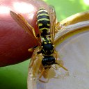 ���� Velvad, ���� - ��������� 12 �������� 2018 � ������ �VELVAD. WASP HAVE DINNER�