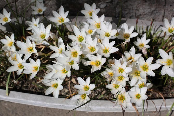 . (Zephyranthes)    .    ... - 2