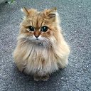 ���� ���, �����, 46 ��� - ��������� 17 ������ 2018 � ������ ������ ��������