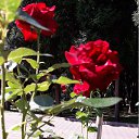 ���� ���������, ������ - ��������� 14 ������� 2018 � ������ ����ۻ