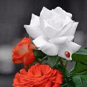  ,  -  17  2018      .