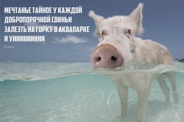Лаконичный юмор на злобу дня сетевой поэзии с яркими иллюстрациями. - 6