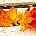 ���� Aleksa, ������, 30 ��� - ��������� 17 ������� 2018 � ������ ������ ��������