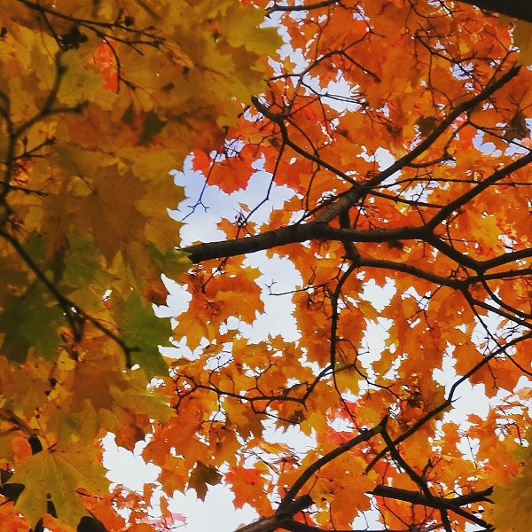 Москву заметет снегом.Обожаю,так и тянет на улицу.А я с приветом ,от яркой красавицы осени Все ...