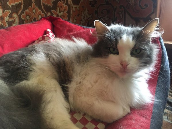 #Безкота_добро.Несчастная история-со счастливым концом. Уличная кошка, в январе 2018-пострадала от ... - 4