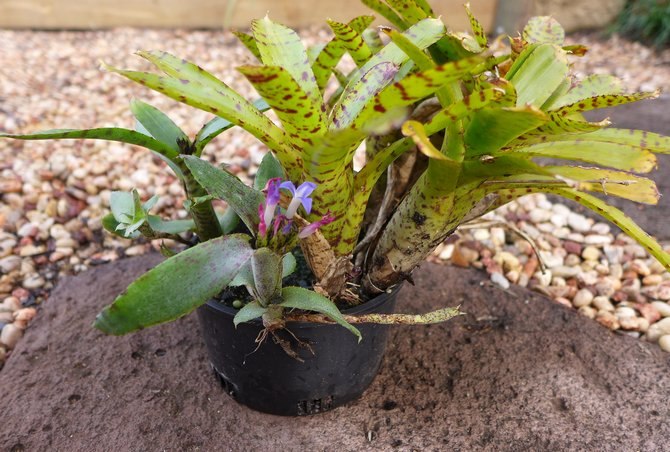 . (Neoregelia)     ,    ... - 2