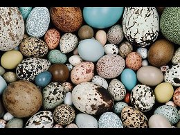 САМЫЕ НЕОБЫЧНЫЕ ЯЙЦА ЖИВОТНЫХ