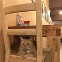 Cat cafe   Vilnus