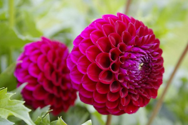 Георгин.Цветы георгины (лат. Dahlia)семейства астровых – одни из самых красивых и долгоцветущих ...